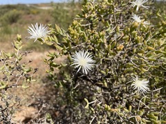 Mesembryanthemum brevicarpum