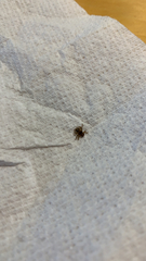 Hippoboscoidea