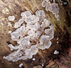 Auricularia mesenterica