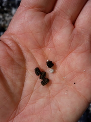 Hyles vespertilio