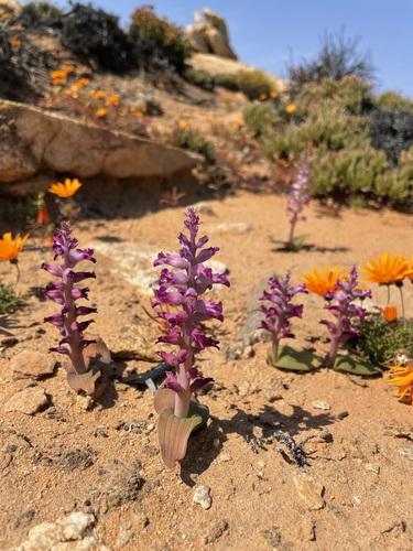 Image of Lachenalia carnosa by (c) Matt Berger, some rights reserved (CC BY)
