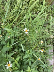 Bidens alba