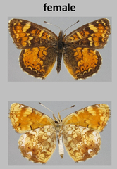 Phyciodes batesii