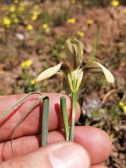Moraea minor
