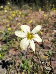 Moraea minor