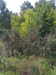 Hippophae rhamnoides