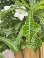Plumeria
