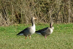 Anser anser
