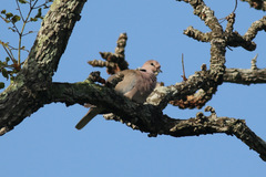 Streptopelia vinacea