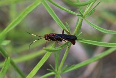 Trogomorpha trogiformis