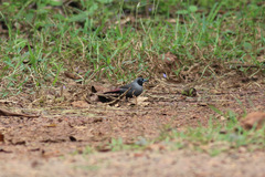 Lagonosticta larvata