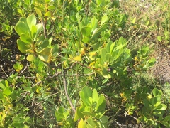 Scaevola plumieri