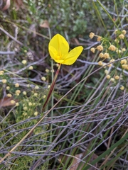 Patersonia umbrosa