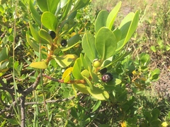 Scaevola plumieri