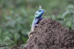 Acanthocercus atricollis