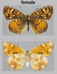 Phyciodes batesii