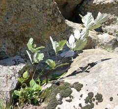 Aria umbellata
