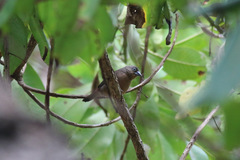 Lagonosticta larvata