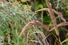 Calamagrostis extremiorientalis