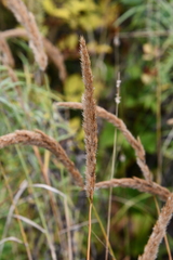 Calamagrostis extremiorientalis