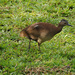 Undulated Tinamou - Photo (c) Carol Foil, some rights reserved (CC BY-NC-ND)