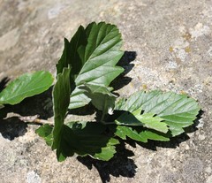 Aria umbellata