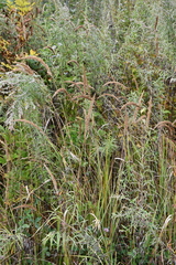 Calamagrostis extremiorientalis