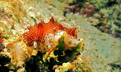 Halgerda tessellata