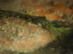 Haliotis tuberculata tuberculata