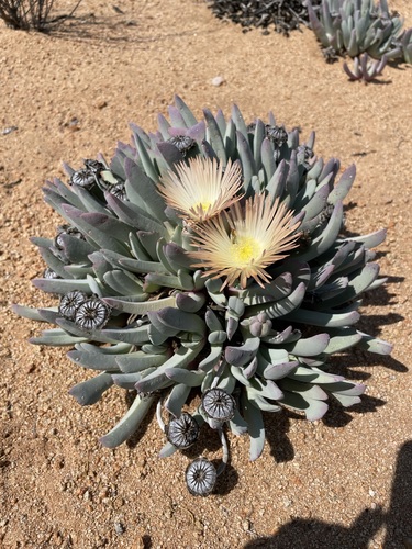 Cheiridopsis denticulata