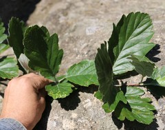 Aria umbellata