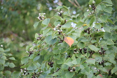 Triadica sebifera