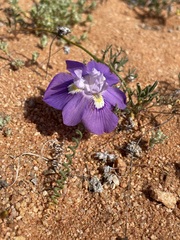 Moraea tortilis