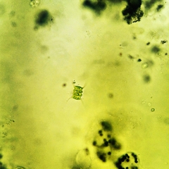 Scenedesmus