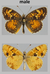 Phyciodes batesii