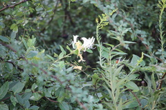 Lonicera japonica