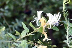 Lonicera japonica