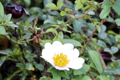 Rosa bracteata