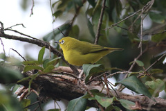 Zosterops senegalensis