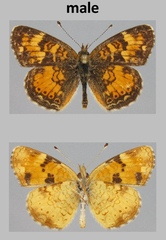 Phyciodes batesii
