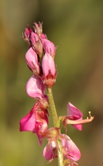 Indigofera intermedia