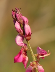 Indigofera intermedia