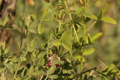 Indigofera intermedia