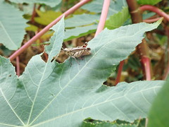 Calliptamus madeirae