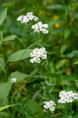 Achillea ledebourii
