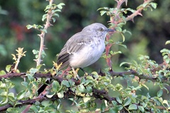 Mimus polyglottos