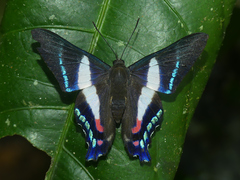 Ancyluris aristodorus