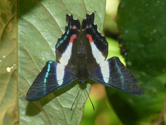 Ancyluris aristodorus