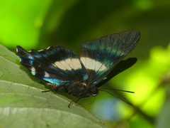 Ancyluris aristodorus