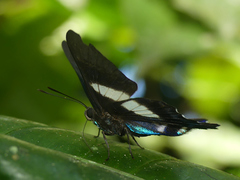 Ancyluris aristodorus